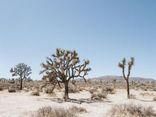Load image into Gallery viewer, Joshua Tree #2