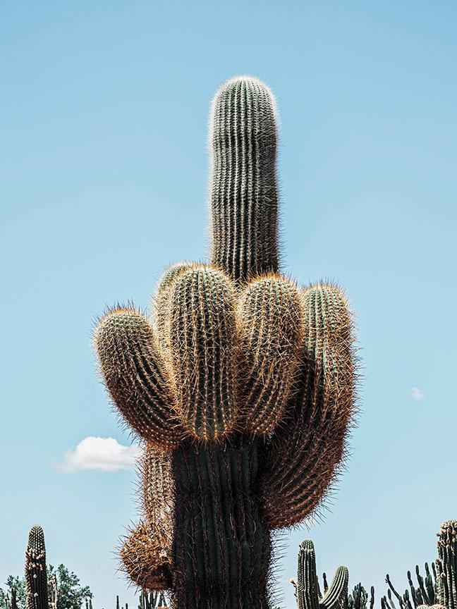 Cactus Finger