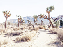 Load image into Gallery viewer, Joshua Tree Path