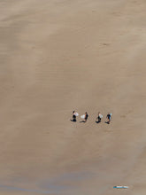 Load image into Gallery viewer, Torquay Surfer Girls
