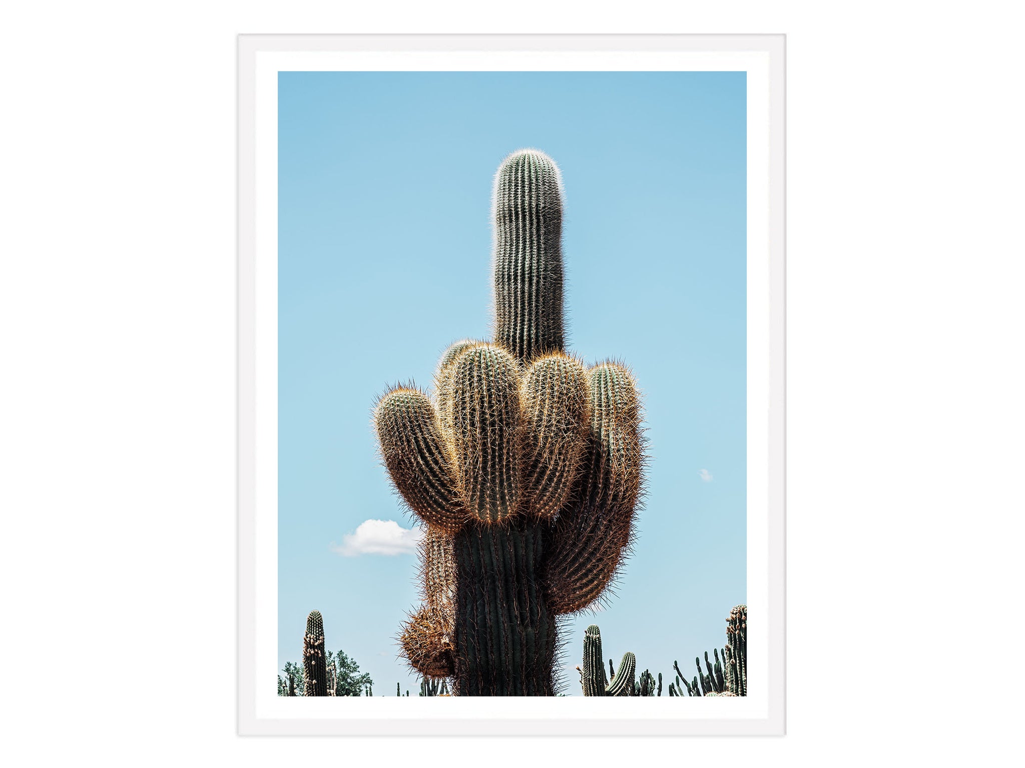 Cactus Finger  the lens and i